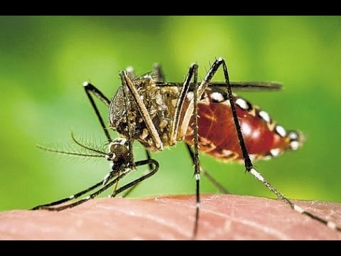 Zika epidemic expands, cancels vacation plans