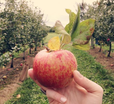 How ‘Bout Them Apples?