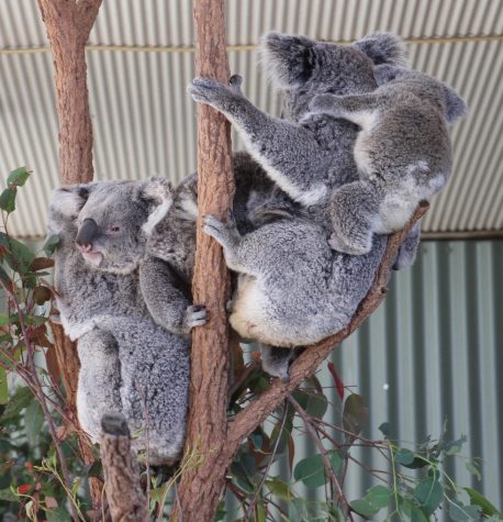 The Koala Crisis in Australia